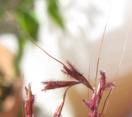 King Ranch Bluestem, BOTHRIOCHLOA ISCHAEMUM var. SONGARICA, spikelets showing awns and stigmas