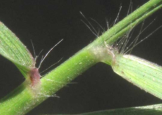 King Ranch Bluestem, BOTHRIOCHLOA ISCHAEMUM var. SONGARICA, bulbous-based hairs at leaf bases