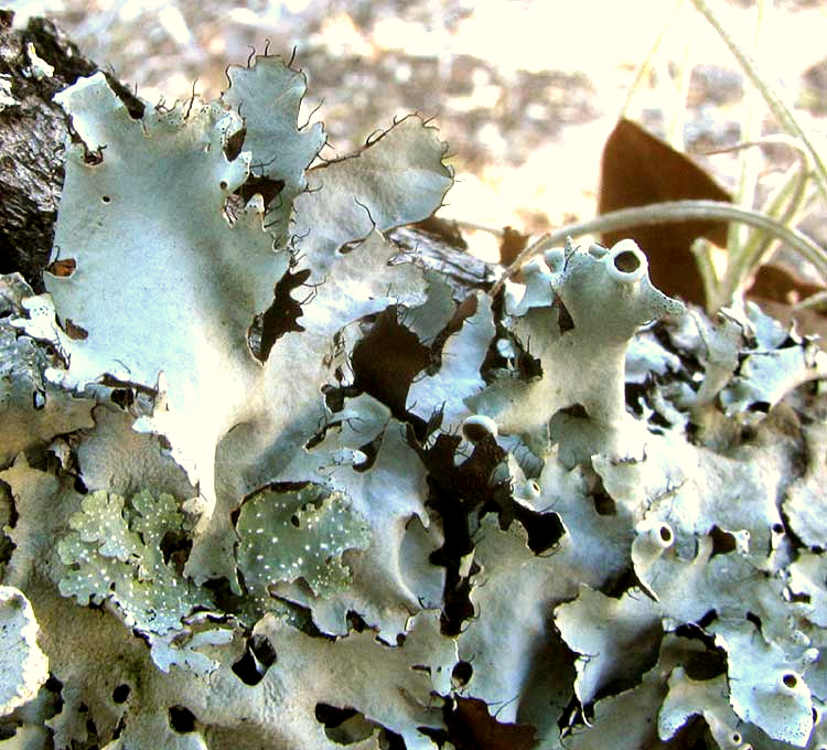 Perforated Ruffle Lichen, PARMOTREMA PERFORATUM