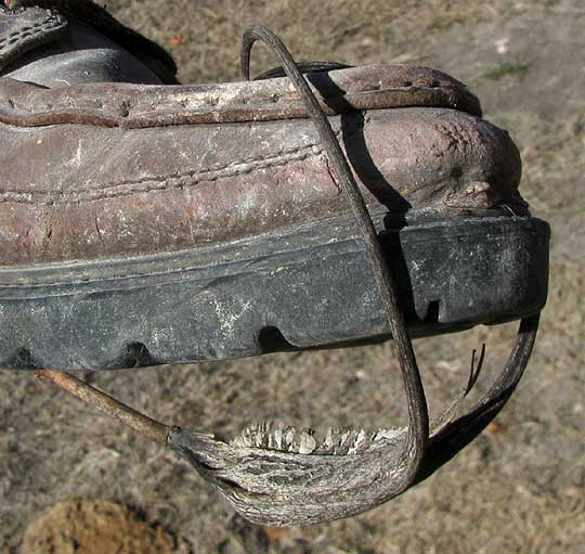 Devil's Claws, PROBOSCIDEA LOUISIANICA, fruit attached to boot