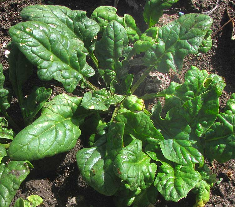 Spinach, SPINACIA OLERACEA