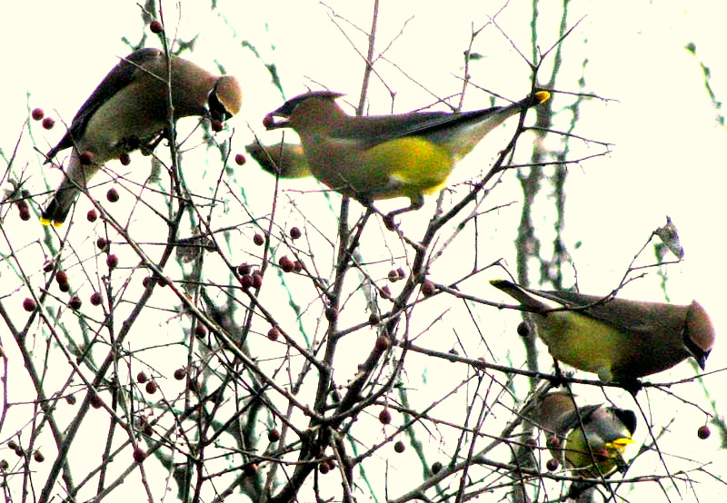 Cedar Waxwings feeding on ornamental hawthorn tree in Oregon