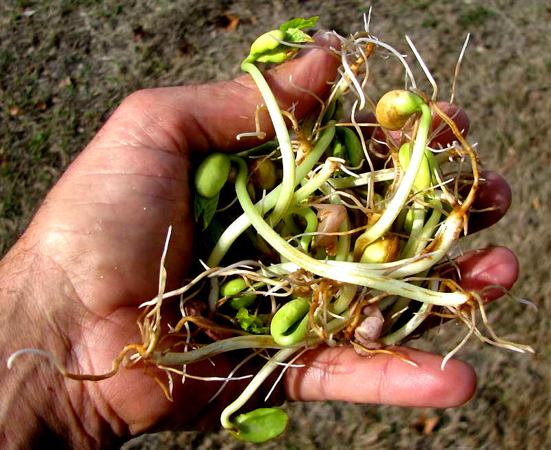 sprouted pinto beans