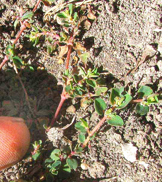 Mat Euphorbia, EUPHORBIA SERPENS