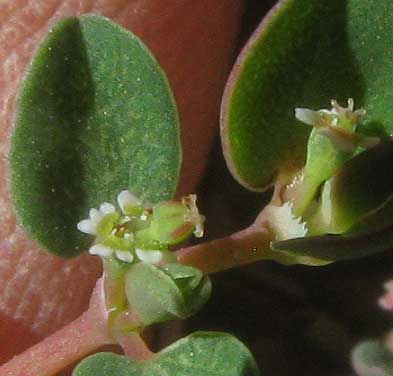 Mat Euphorbia, EUPHORBIA SERPENS, close-up of two cyathia