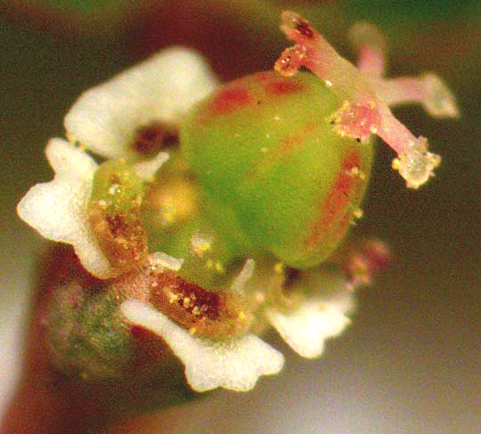 Mat Euphorbia, EUPHORBIA SERPENS, cyathium under dissecting scope