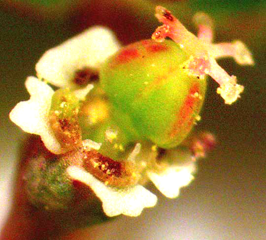 Mat Euphorbia, EUPHORBIA SERPENS, cyathium under dissecting scope