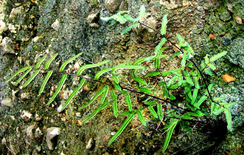 Purple-stem Cliffbrake, PELLAEA ATROPURPUREA