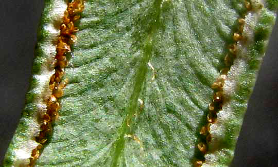 Purple-stem Cliffbrake, PELLAEA ATROPURPUREA, close-up of sporangia