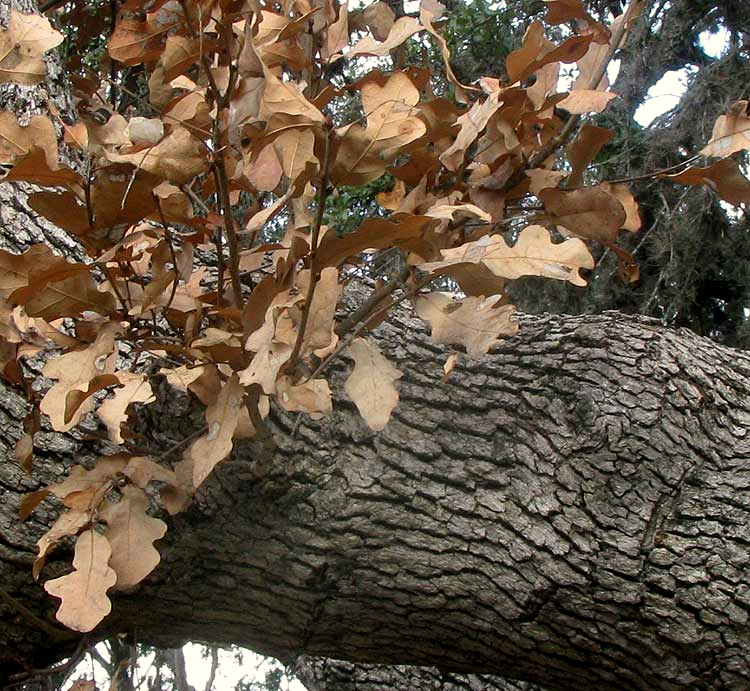 Lacey Oak, QUERCUS LACEYI