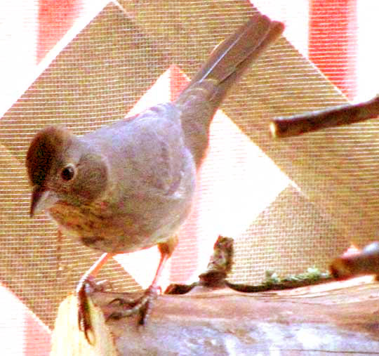 Canyon Towhee, MELOZONE FUSCA