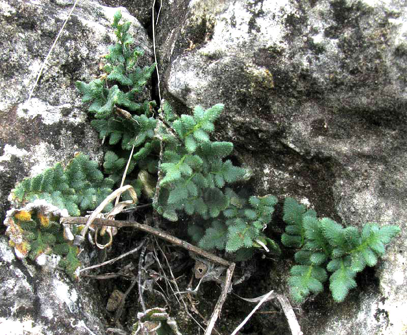 Rough Lip Fern, HEMIONITIS HORRIDULA