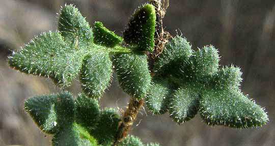 Rough Lip Fern, HEMIONITIS HORRIDULA, hairy upper surface of pinnae