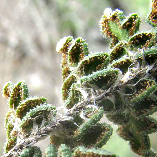 Rough Lip Fern, HEMIONITIS HORRIDULA, close-up of sori and  scales on stipe