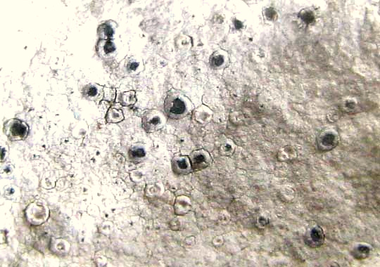 Calcareous Rimmed Lichen, Circinaria calcarea, apothecia