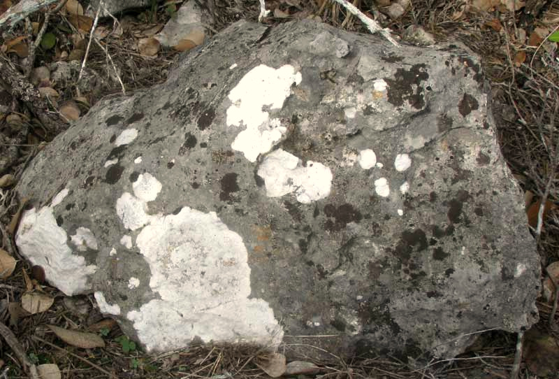 Calcareous Rimmed Lichen, Circinaria calcarea, on limestone rock