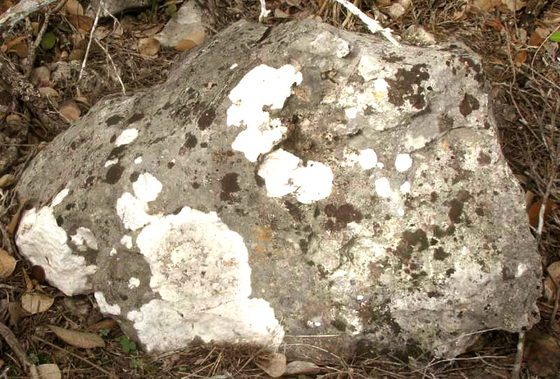 Calcareous Rimmed Lichen, ASPICILIA CALCAREA, on limestone rock