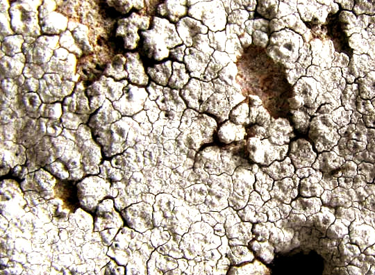 Calcareous Rimmed Lichen, ASPICILIA CALCAREA, cracks in thallus