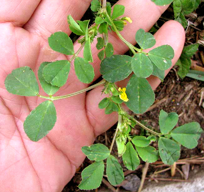 Bur Clover, MEDICAGO POLYMORPHA