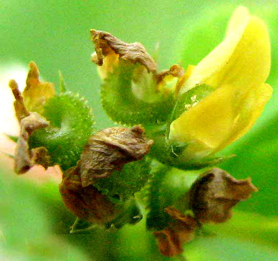 Bur Clover, MEDICAGO POLYMORPHA, flower and immature legumes