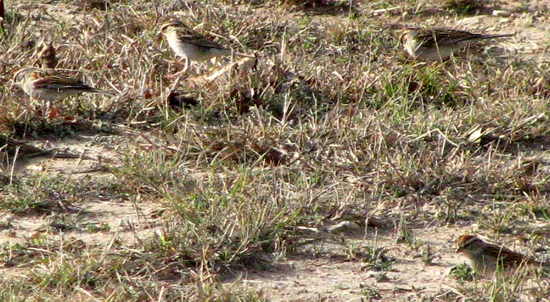 Chipping Sparrows, SPIZELLA PASSERINA, foraging in short grass during winter