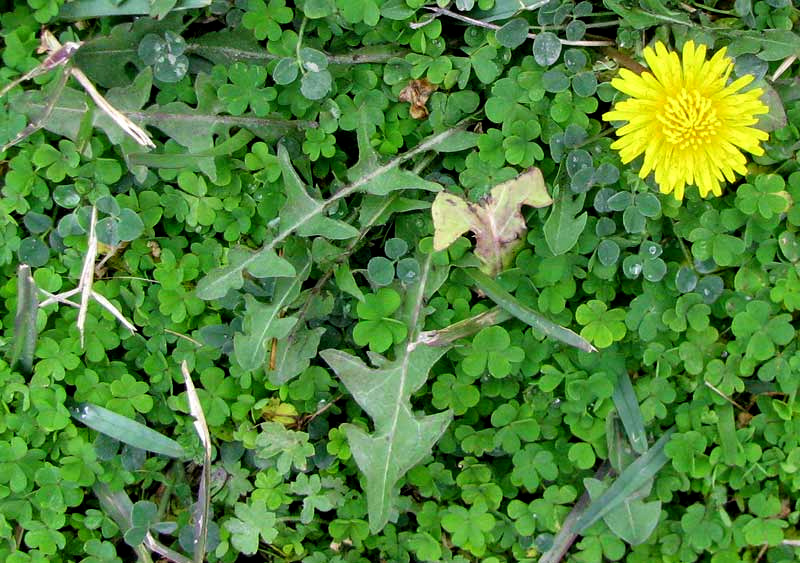 Dandelion, TARAXACUM OFFICINALE