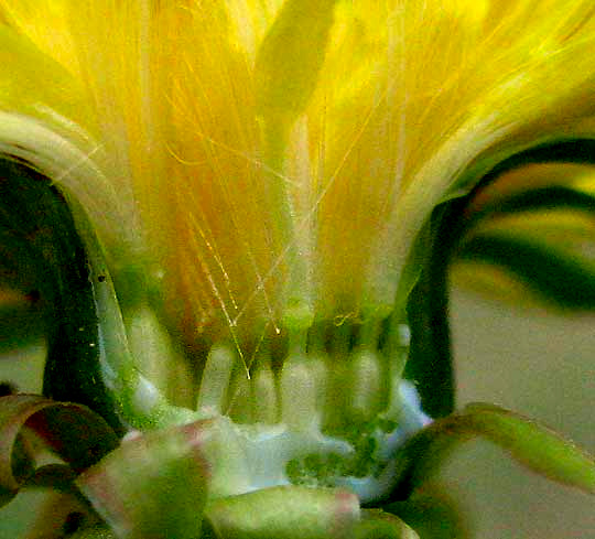 Dandelion, TARAXACUM OFFICINALE, close-up of broken open flower head 