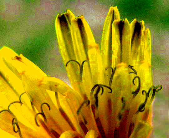 Dandelion, TARAXACUM OFFICINALE, close-up of flowers showing forked styles