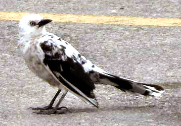 Leucistic Brewer's Blackbird, EUPHAGUS CYANOCEPHALUS