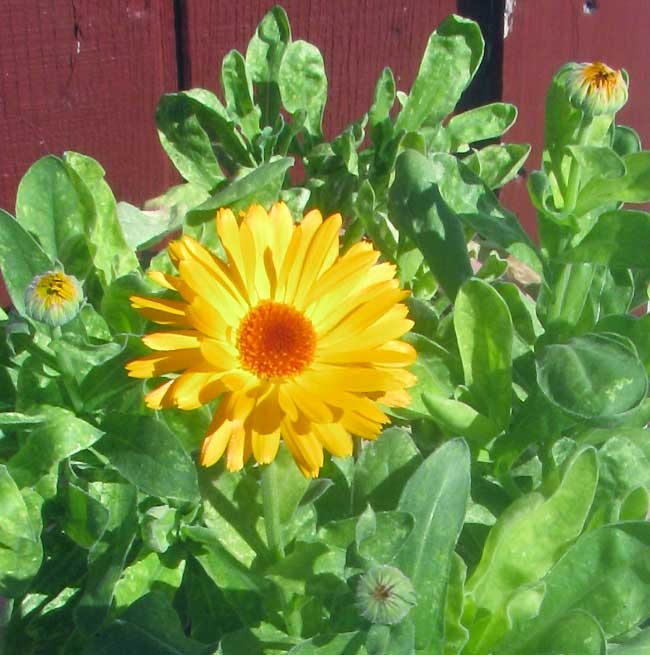 CALENDULA OFFICINALIS