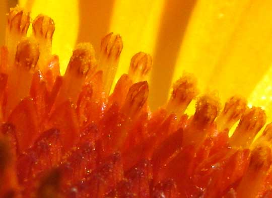 CALENDULA OFFICINALIS, close-up of disc flowers