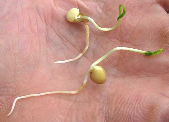 sprouting lentil seeds