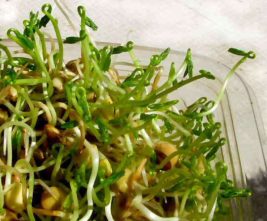 sprouted lentil seeds