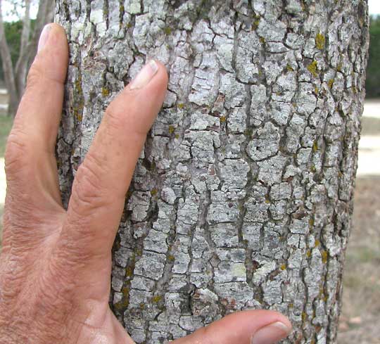 Bark of Sweetgum, Liquidambar styraciflua, gray with Rim Lichen, LECANORA CHLAROTERA