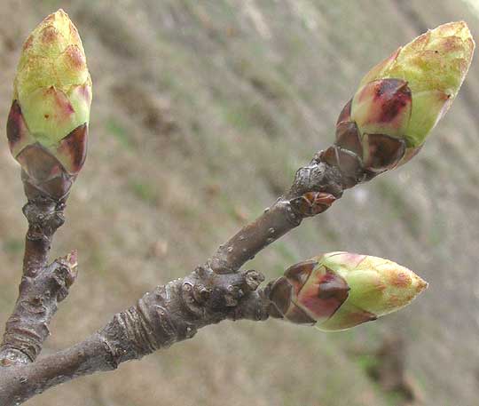 Sweetgum, LIQUIDAMBAR STYRACIFLUA, expanding terminal buds