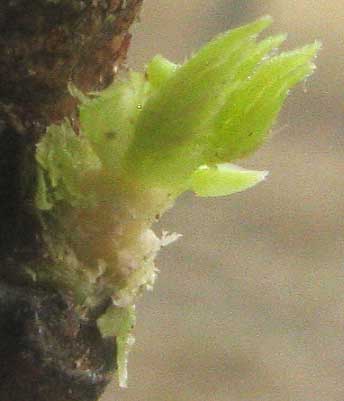 Undeveloped leaves in leaf bud of Sweetgum