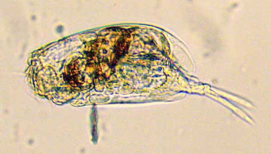 Rotifer, cf. Euchlanis dilatata