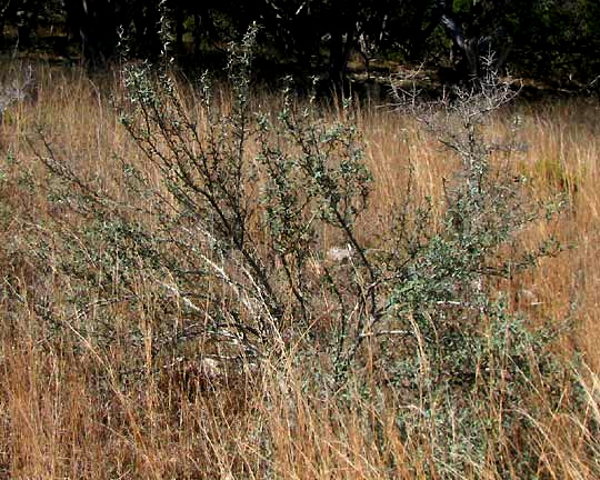 Agarita, BERBERIS TRIFOLIOLATA