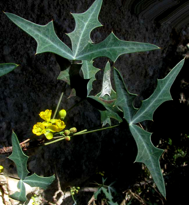 Agarita, BERBERIS TRIFOLIOLATA, flowers and leaves