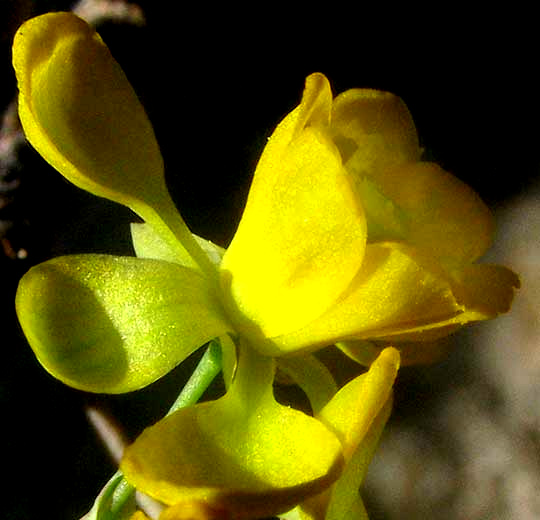 Agarita, BERBERIS TRIFOLIOLATA, flower side view