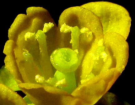 Agarita, BERBERIS TRIFOLIOLATA, interior of flower