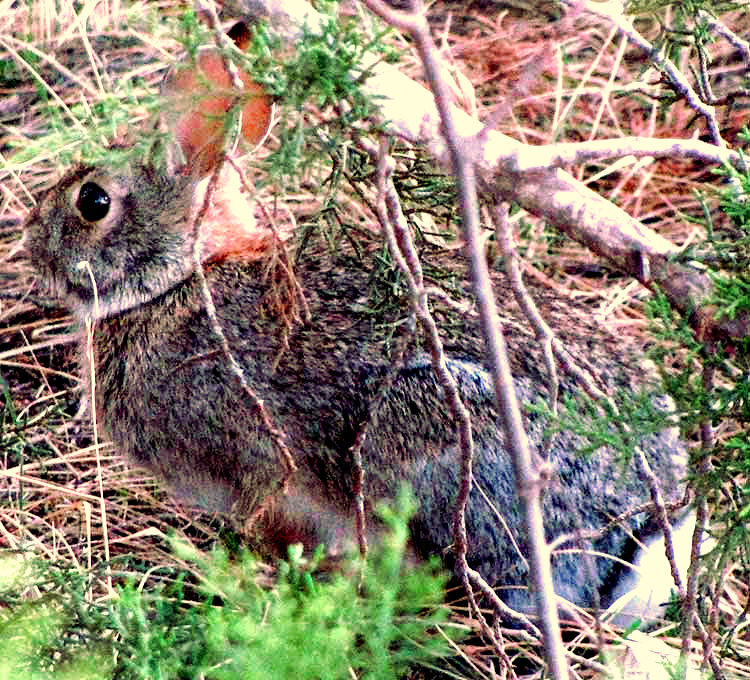 Desert Cottontail, SYLVILAGUS AUDUBONII