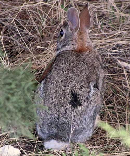 Eastern Cottontail, SYLVILAGUS FLORIDANUS, rear view