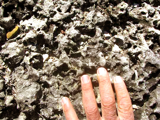 Black Pit Lichen, VERRUCARIA NIGRESCENS, in pitted limestone