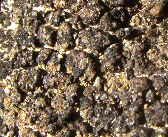 Black Pit Lichen, VERRUCARIA NIGRESCENS, close-up