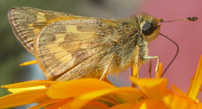 Sachem, ATALOPEDES CAMPESTRIS