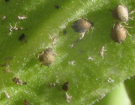 Aphid mummies on undersurface of Calendula leaf