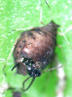 wasp emerging from aphid mummy