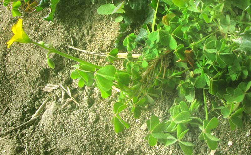 Creeping Woodsorrel, OXALIS CORNICULATA