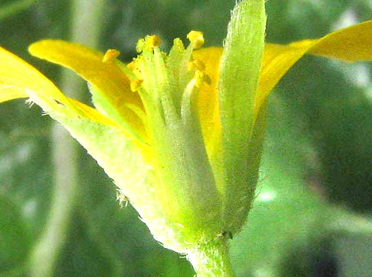 Creeping Woodsorrel, OXALIS CORNICULATA, blossom, longitudinal section showing stamens with fused anthers